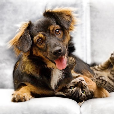 PETS