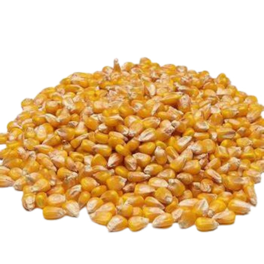 SEED MAIZE SAHARA YELLOW 5KG